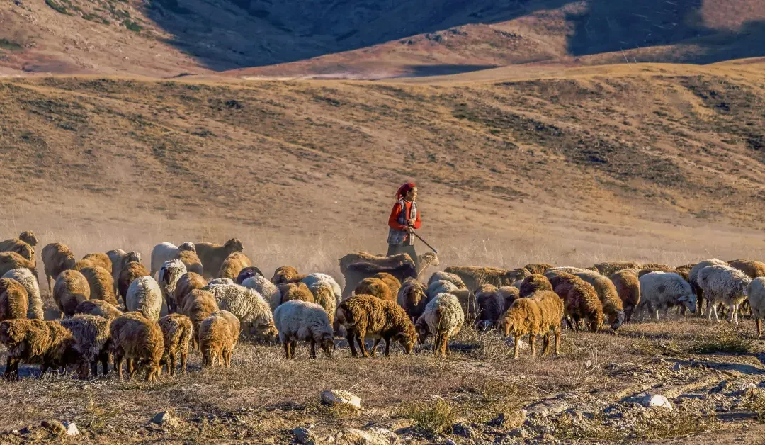 Do LGBT Latter-day Saints Feel They Belong? Shepherding with Sensitivity.