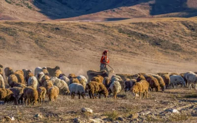 Do LGBT Latter-day Saints Feel They Belong? Shepherding with Sensitivity.